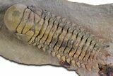 Flying Crotalocephalina Trilobite - Atchana, Morocco #359171-3